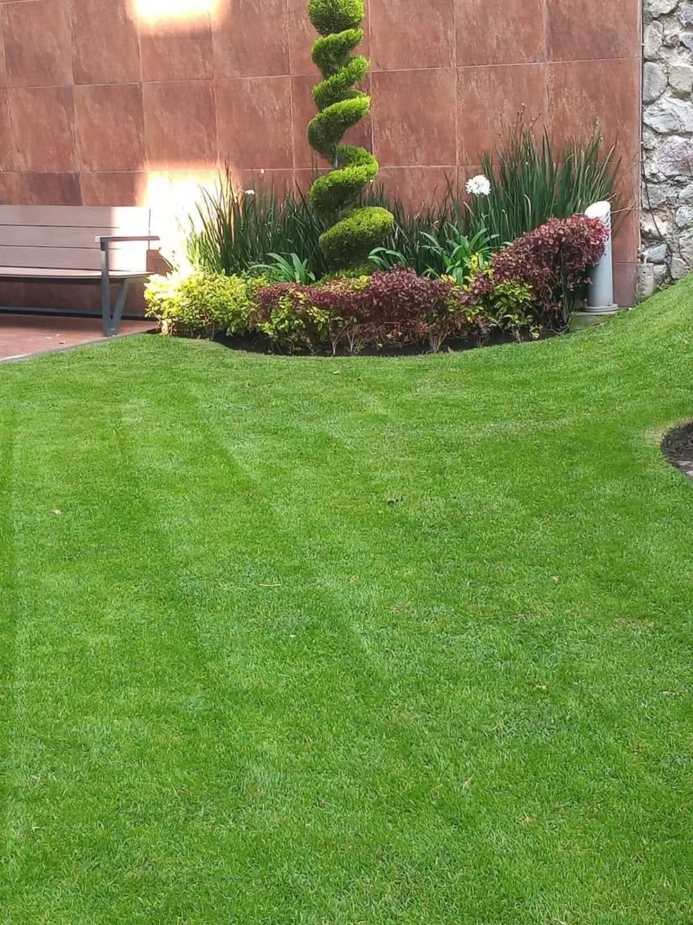 Jardín con arbusto en espiral y césped
