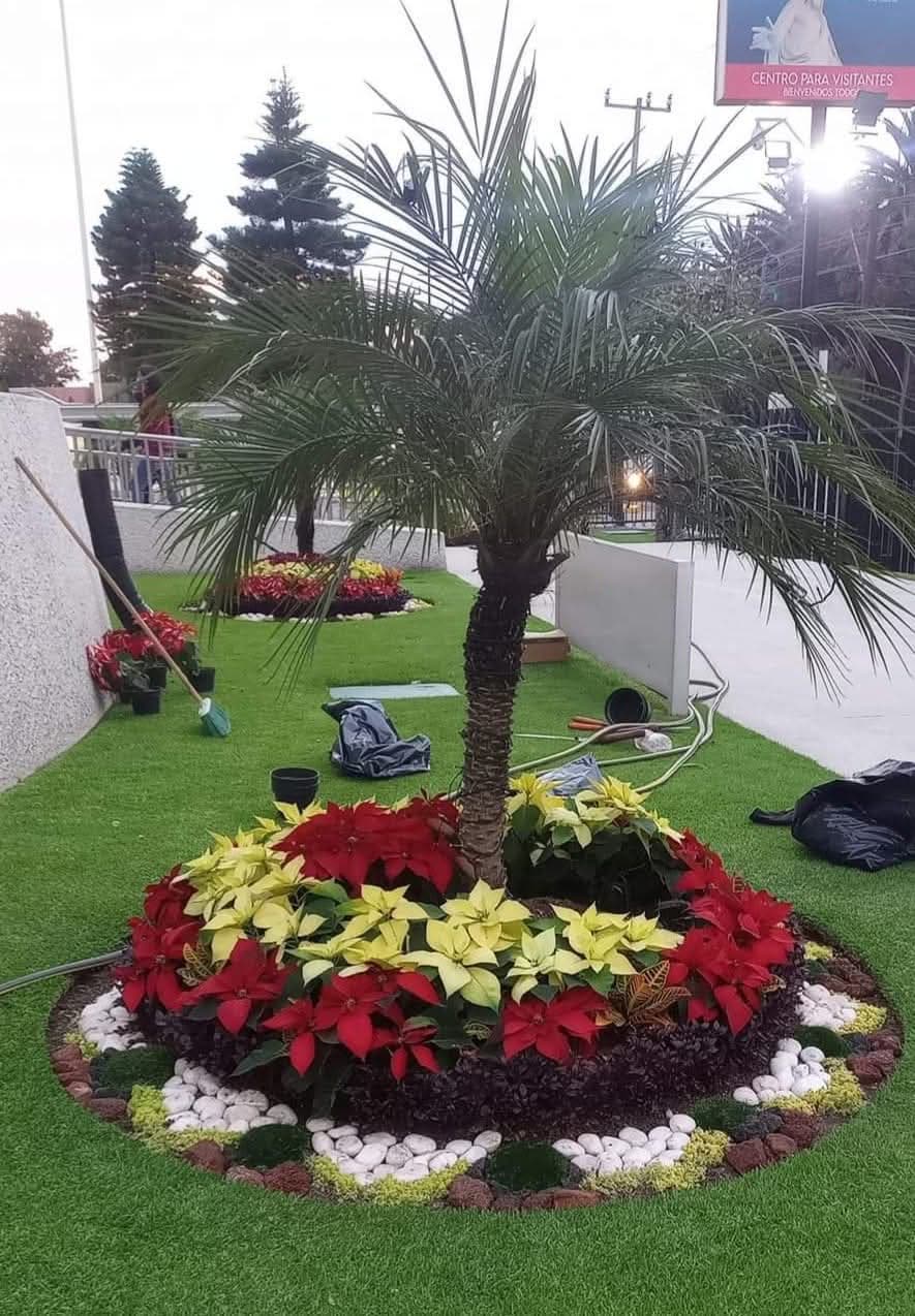 Palmera con nochebuenas alrededor